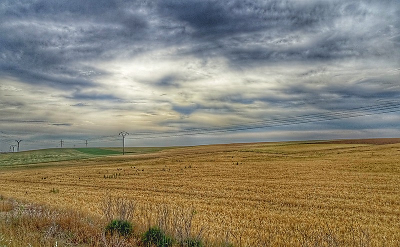image from Trigales