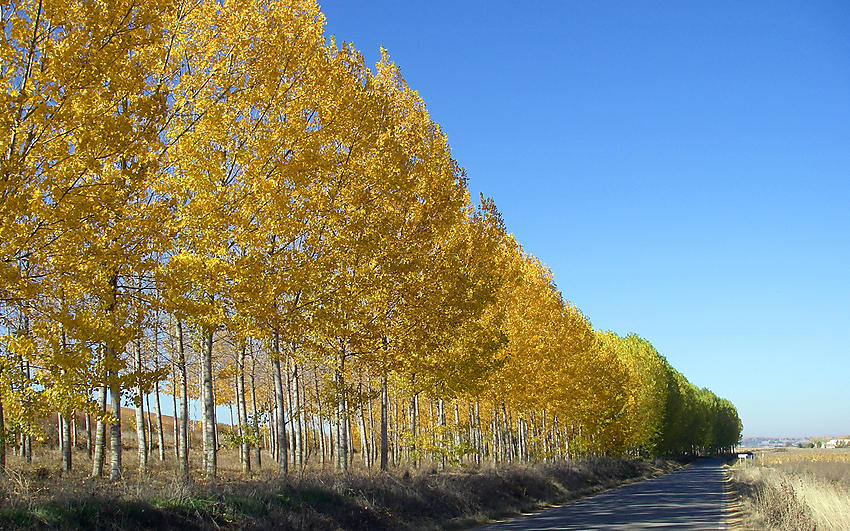 image from Carretera otoñal