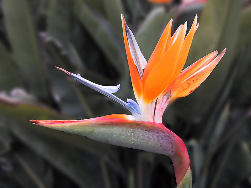 image from Flor Ave del paraiso