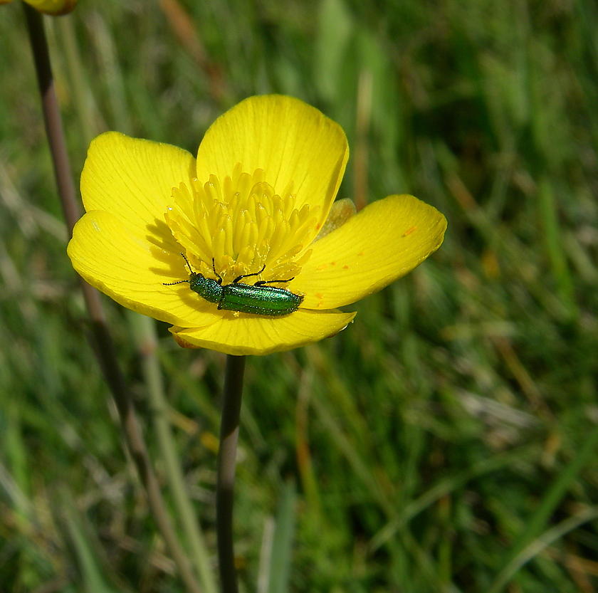 image from Primavera