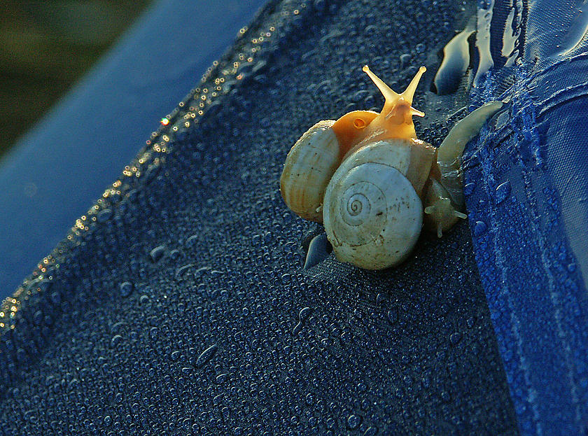 image from Con los cuernos al sol