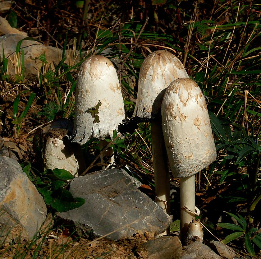 image from Coprinus comatus